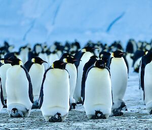 A group of penguins standing next to each-other near the colony, with a number of chicks perched on parents' feet