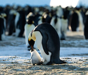 A parent nudging a chick to walk forward on the sea ice