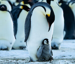 A close-up of a chick sitting on its parent's feet, with the parent looking down at it