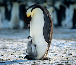 A chick standing on its parent's feet and looking up, seemingly chirping for more food