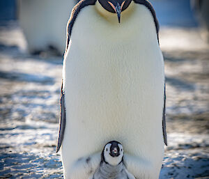 A portrait photo of a chick and parent, seemingly posing for the camera