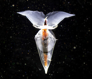 A pale purple sea creature