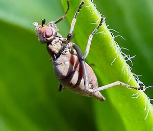 A weevil on a piece of grass