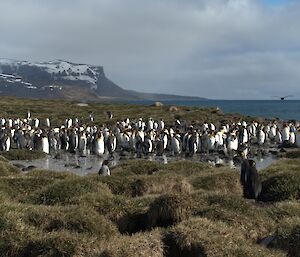 Heaps of black and white penguins on tussock grass