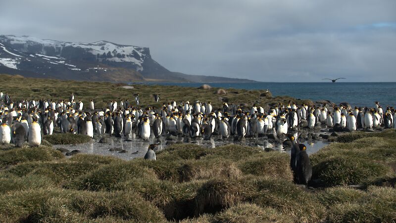 Heaps of black and white penguins on tussock grass
