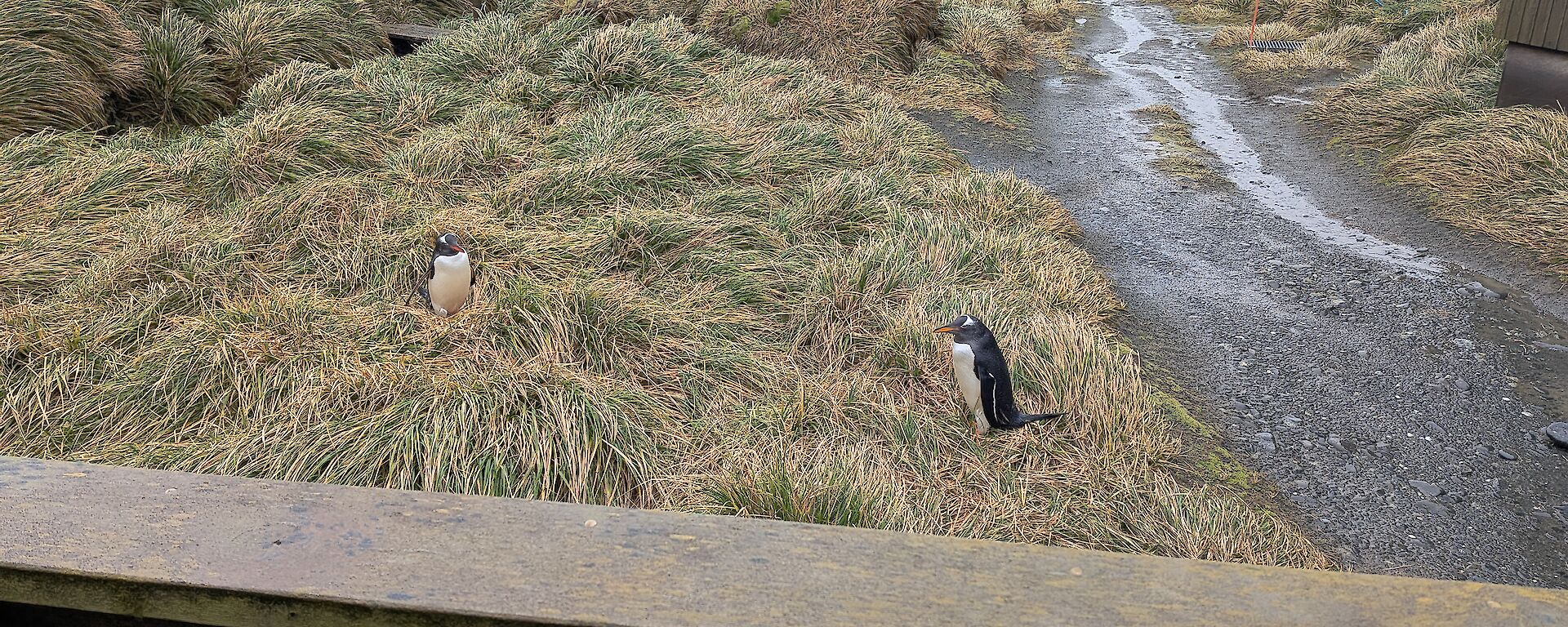 A view from the station steps of two Gentoo penguins in amongst tussock grass.