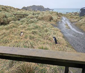 A view from the station steps of two Gentoo penguins in amongst tussock grass.