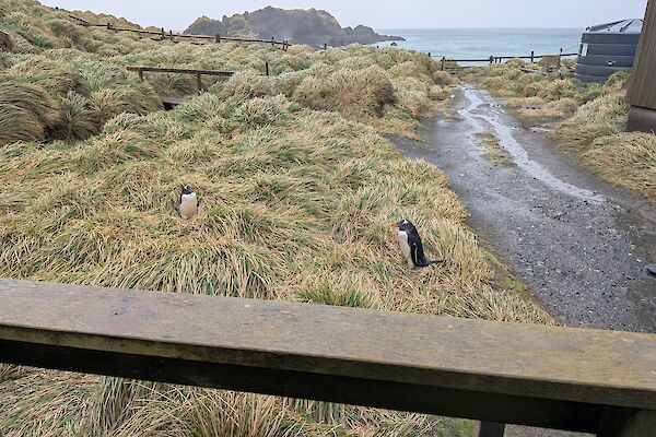 A view from the station steps of two Gentoo penguins in amongst tussock grass.