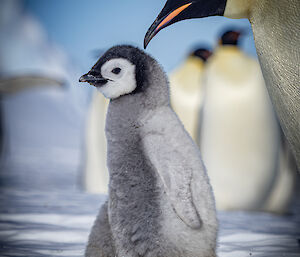 A chick walking from right to left on the ice, closely followed by an adult
