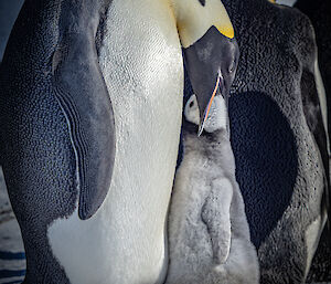 An adult emperor with its mouth open, feeding a chick regurgitated food.