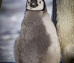 A close-up of a chick seemingly posing for the camera, looking straight into the camera