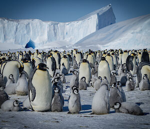 a group of adult penguins and chicks going about their business in a close-knit group, with ice cliffs in the background