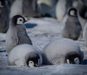 Two penguin chicks taking a nap on the sea ice, with other penguins behind them