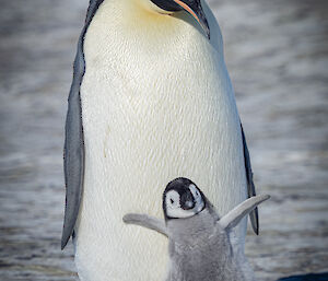 A chick standing in front of an adult with its flippers raised as if dancing