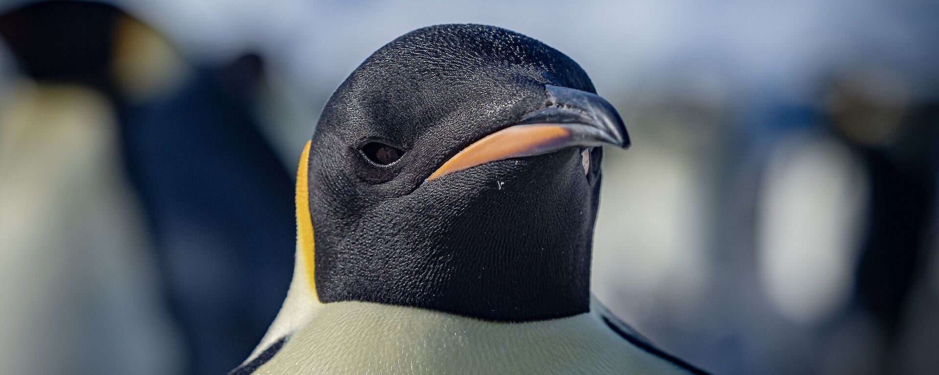 A close-up head shot portrait of an adult emperor penguin