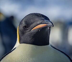 A close-up head shot portrait of an adult emperor penguin