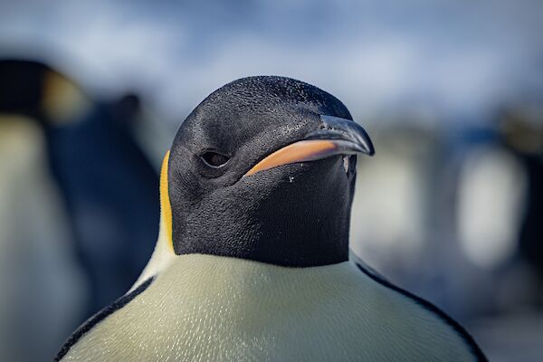 A close-up head shot portrait of an adult emperor penguin