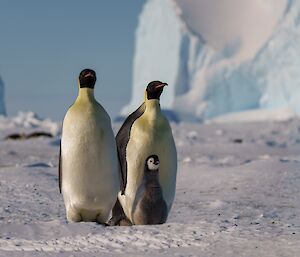 two adult emperors standing on the sea ice with a chick in front, surrounded by ice bergs in background