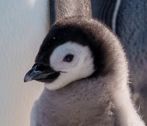 A close-up portrait photo of an emperor chick taken from the side