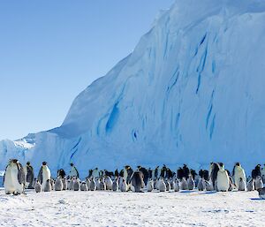 A picture of adults and chicks grouped together, with a towering iceberg wall behind the colony