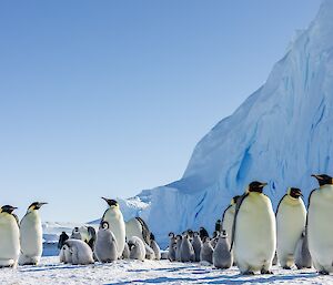 A group of adult emperors and chicks seemingly basking in the sunlight