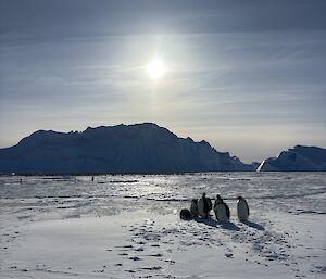 A group of penguins on the sea ice with large ice bergs in the background