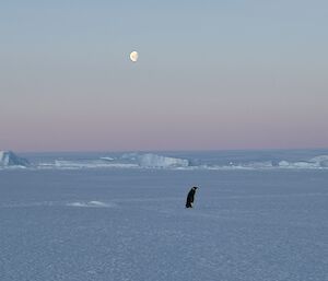 A picture of a lone emperor penguin walking on the sea ice with bright moon and icebergs in the background