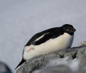 A black and white penguin on a rock, not looking fussed at all