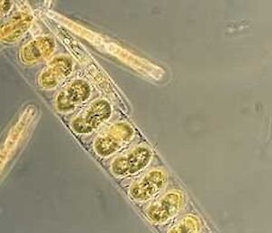 Entomoneis diatom