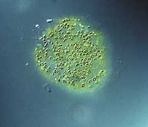 Phaeocystis antarctica protist