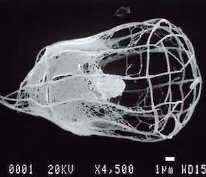 Diaphanoeca granids choanoflagellate