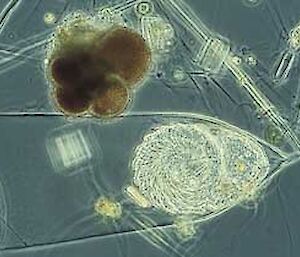 Ciliates and foraminifera