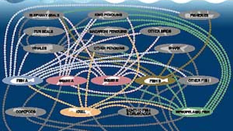 Food web indicating ecosystem interactions