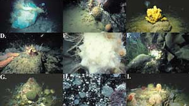 Combined “plate” of benthic plates from near Casey Station