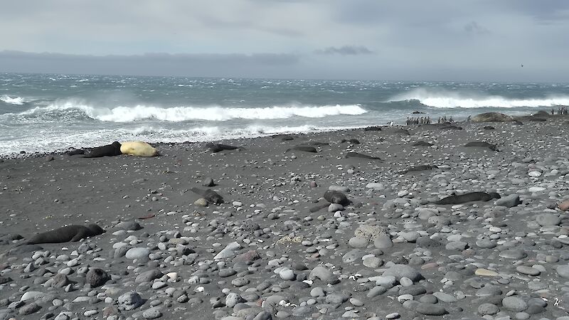 A grey pebbly beach with dead seal pups