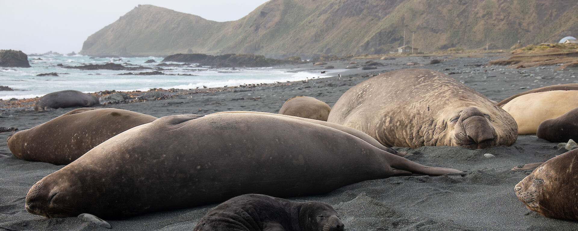 Four large elephant seals and a pup sleeping on the beach