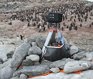 A black camera on a metal tripod with heaps of penguins around
