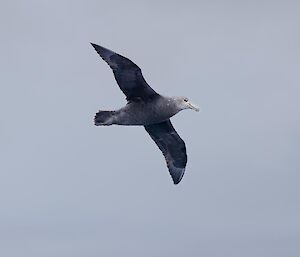 A large grey bird flying