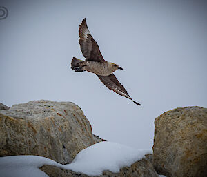 A brown bird flies over ice and rocks