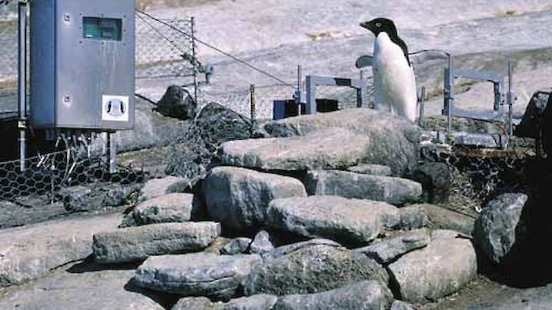 An Adélie penguin crossing an automated penguin monitoring system weigh station