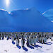 Panorama of an emperor penguin rookery near Mawson.