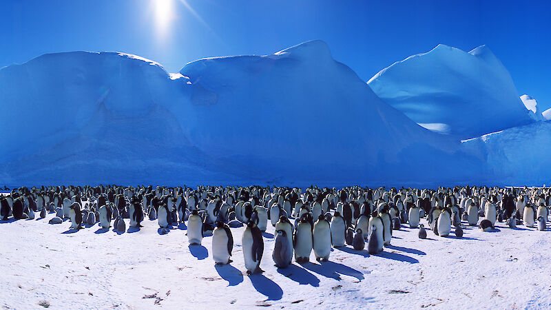 Panorama of an emperor penguin rookery near Mawson.