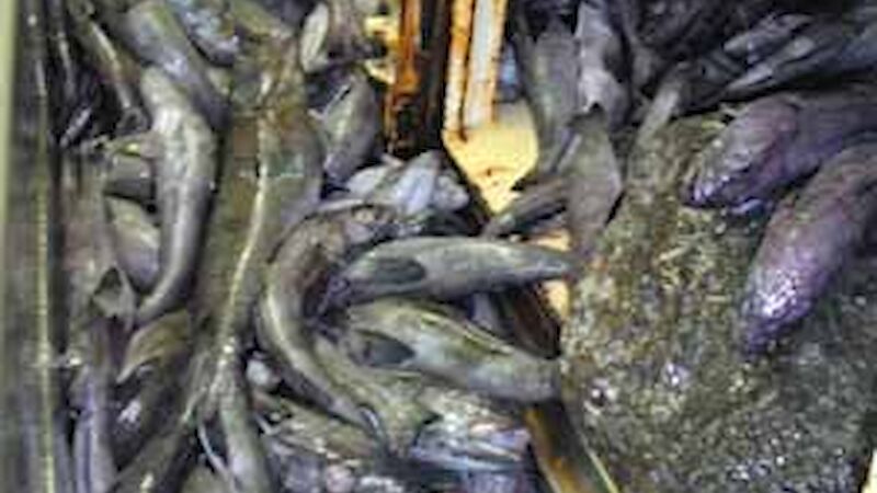 A quantity of fish, apparently being processed after being caught