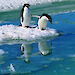 Two Adélie penguins stand on the edge of the ice, with one of them looking into the water