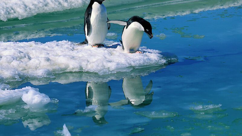 Two Adélie penguins stand on the edge of the ice, with one of them looking into the water