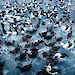 Seabirds scrounge for food on the surface of the water