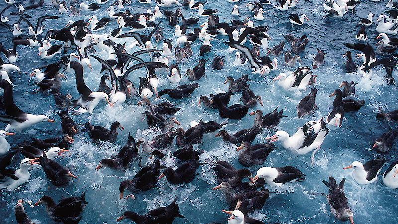 Seabirds scrounge for food on the surface of the water
