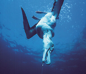 Albatross caught by its beak on a longline hook