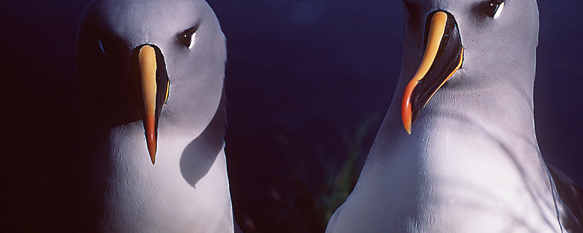 Two grey-headed albatrosses resting quietly