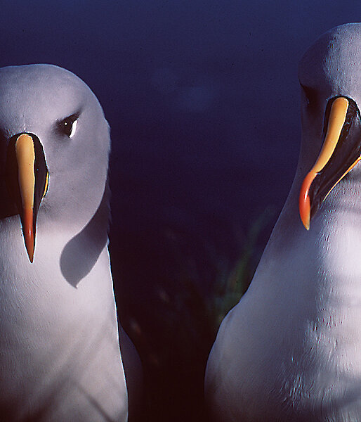 Two grey-headed albatrosses resting quietly